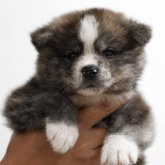 秋田犬