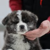 秋田犬