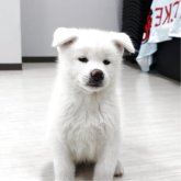 秋田犬