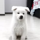秋田犬
