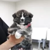 秋田犬