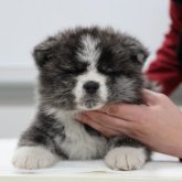 秋田犬