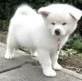 秋田犬