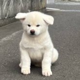 秋田犬