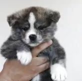 秋田犬