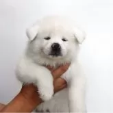 秋田犬