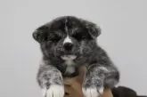 秋田犬【青森県・女の子・2024年12月11日・虎毛】の写真2