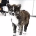 秋田犬【青森県・女の子・2025年6月4日・虎毛】の写真4