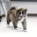 秋田犬【青森県・男の子・2025年7月28日・虎毛】の写真5