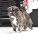 秋田犬【青森県・男の子・2025年7月28日・虎毛】の写真7