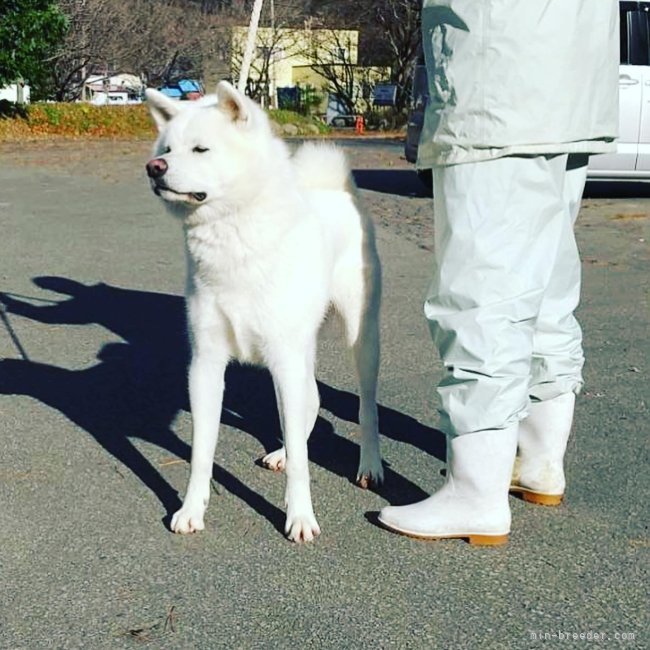 秋田犬【・男の子・2021年12月13日・白毛】