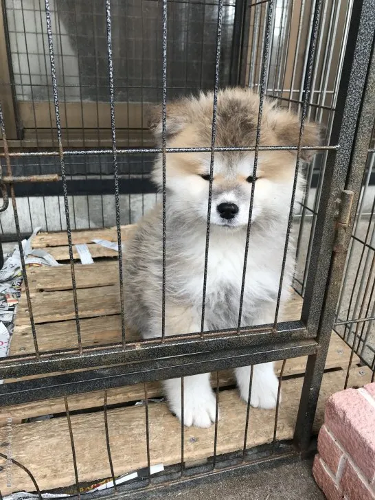 ID:2103-01419の子犬