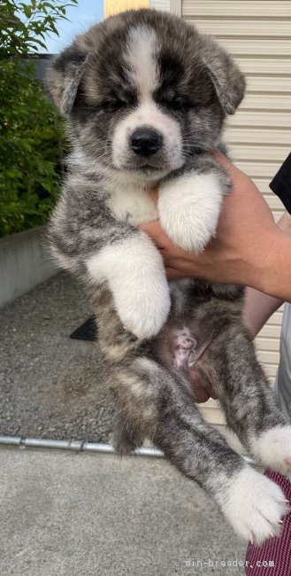 秋田犬 青森県 男の子 21年5月13日 虎毛 綺麗な縞目の男の子 みんなのブリーダー 子犬id 2106 秋田犬 青森県 男の子 21年5月13日 虎毛 綺麗な縞目の男の子 みんなのブリーダー 子犬id 2106
