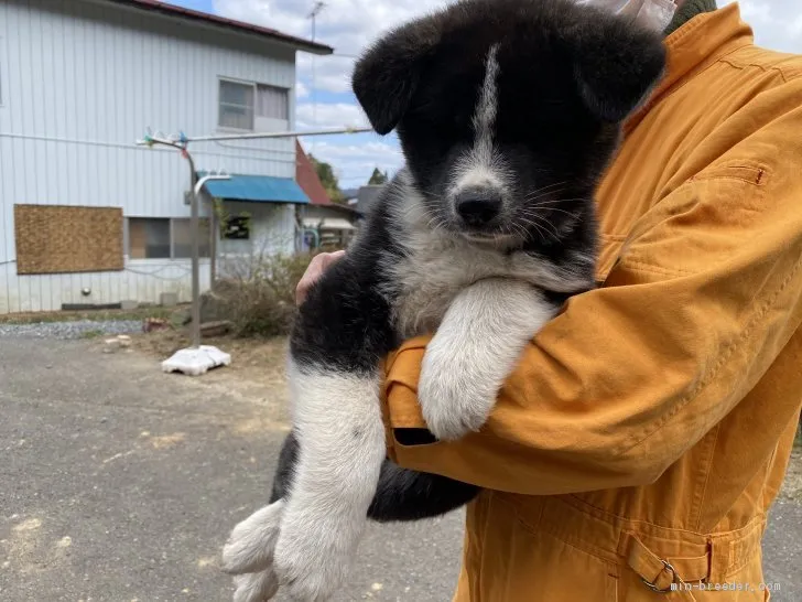 ID：2104-01098の子犬