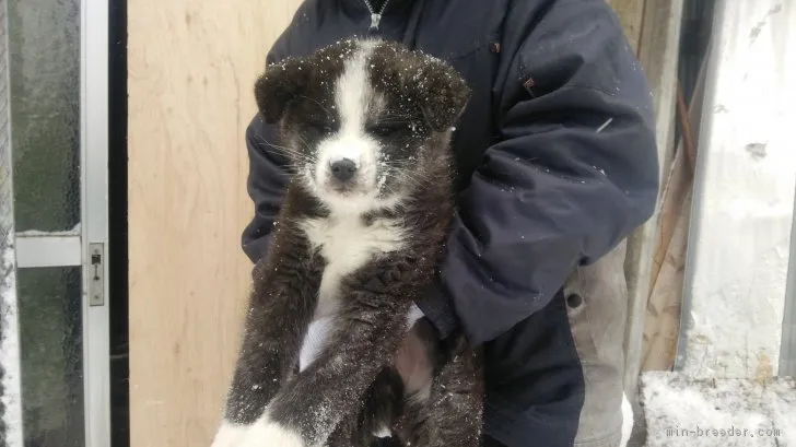 としやんさん 様のお迎えした子犬