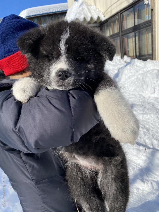 秋田犬 青森県 女の子 21年11月22日 虎 嫌味のない黒勝ちの虎の女の子 みんなのブリーダー 子犬id 2112 秋田犬 青森県 女の子 21年11月22日 虎 嫌味のない黒勝ちの虎の女の子 みんなのブリーダー 子犬id 2112