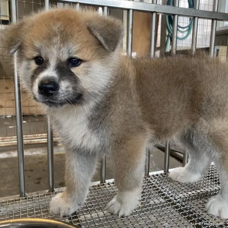 秋田犬【青森県・男の子・2022年6月15日・赤】の写真1「8/2撮影」