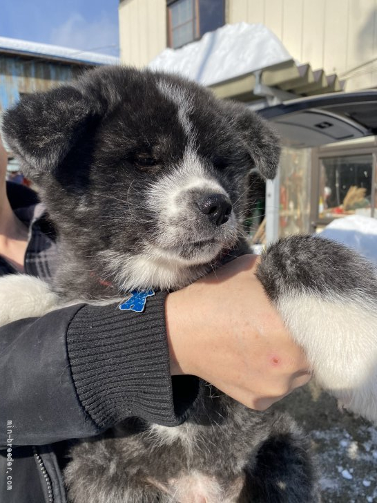 秋田犬 青森県 女の子 21年11月22日 虎 黒勝ちの虎の女の子 みんなのブリーダー 子犬id 2112 秋田犬 青森県 女の子 21年11月22日 虎 黒勝ちの虎の女の子 みんなのブリーダー 子犬id 2112