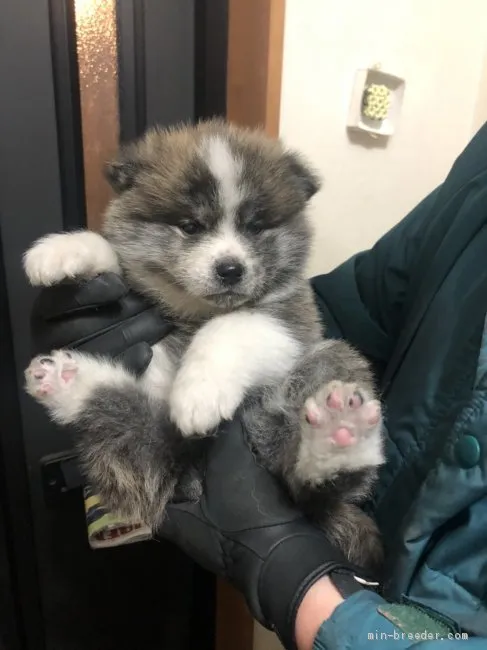 ID：2101-02887の子犬