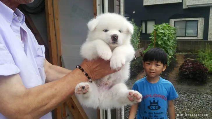 ゆうこ 様のお迎えした子犬