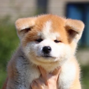 秋田犬【青森県・男の子・2023年8月5日・赤】の写真「ハイセンスな男の子」