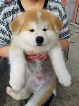 秋田犬【青森県・男の子・2017年8月14日・赤毛】の写真「赤毛のオス♂です。」