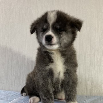 秋田犬【青森県・女の子・2024年4月27日・虎毛】の写真「小柄な可愛い女の子」