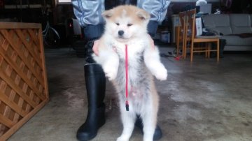 秋田犬【青森県・男の子・2017年10月21日・赤】の写真「可愛らしい男の子」