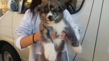 秋田犬【青森県・男の子・2017年8月6日・虎毛】の写真「綺麗な虎毛のオス♂」