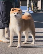 秋田犬【・女の子・2023年7月5日・赤毛】