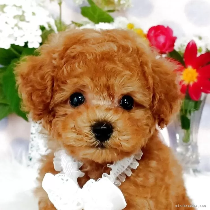 ID:2506-02073の子犬