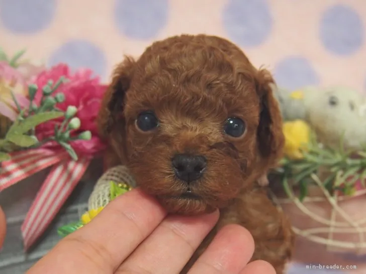 カイト 様のお迎えした子犬