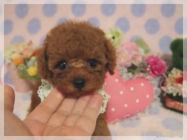 ケイコ 様のお迎えした子犬