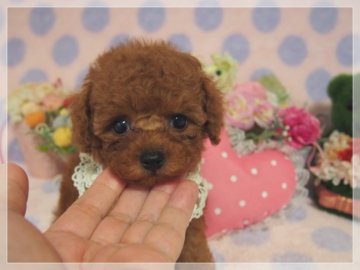 トイプードル(タイニー)【埼玉県・男の子・2021年4月25日・レッド】の写真「穏やかな性格で、可愛いお顔の綺麗なレッド君」
