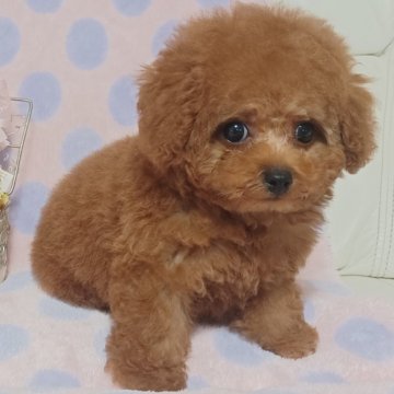 トイプードル(タイニー)【埼玉県・男の子・2024年6月28日・レッド】の写真「お目目真ん丸クリクリ！性格おっとりハンサムボーイ！」