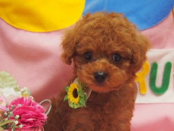トイプードル(タイニー)【埼玉県・男の子・2018年5月19日・レッド】の写真「★お鼻の短い小顔の可愛いレッド君★」