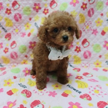 トイプードル(タイニー)【埼玉県・男の子・2023年5月6日・レッド】の写真「お目目がチャームポイント！幼いお顔の可愛い男の子」