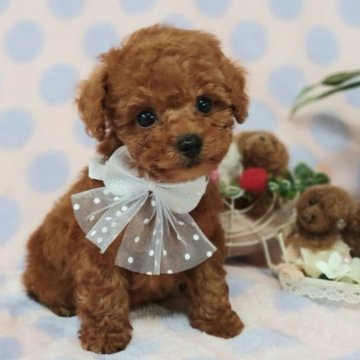 トイプードル(ティーカップ)【埼玉県・男の子・2023年5月6日・レッド】の写真「上品で綺麗なお顔をした小さな男の子」