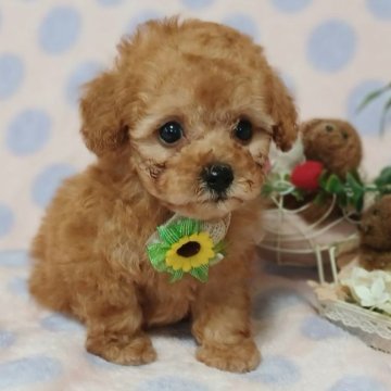 トイプードル(タイニー)【埼玉県・男の子・2023年5月6日・アプリコット】の写真「犬質最高級でお顔の可愛い穏やかな男の子」