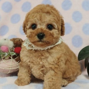 トイプードル(タイニー)【埼玉県・男の子・2023年4月26日・アプリコット】の写真「犬質最高級で超可愛いお顔の穏やかな性格の男の子」