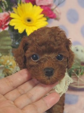 トイプードル(ティーカップ)【埼玉県・男の子・2020年8月21日・レッド】の写真「性格も最高！可愛い小顔のチビッ子君！」