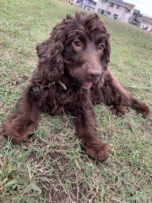 中村　ジーナ(なかむら　じーな)ブリーダー(茨城県・イングリッシュコッカースパニエルなど・JKC登録)の紹介写真7