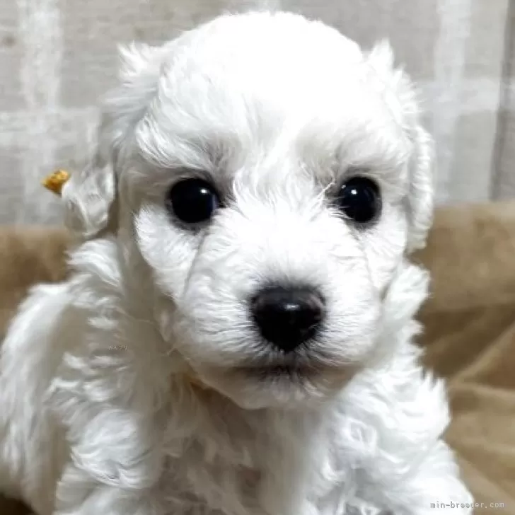 ID:2507-04407の子犬