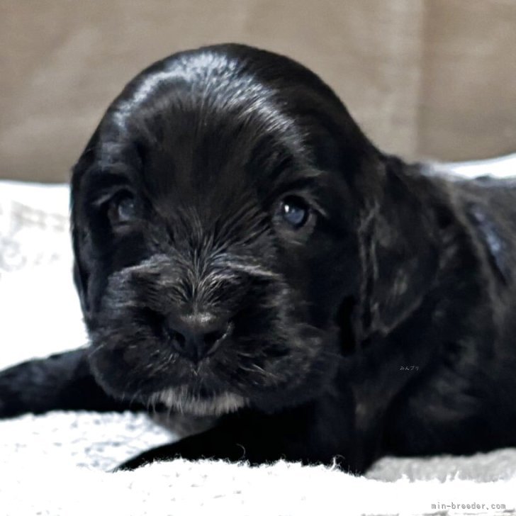 ブリーダー画像