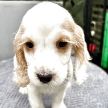 イングリッシュコッカースパニエル【茨城県・男の子・2025年3月20日・オレンジローン】の写真「元気な子」