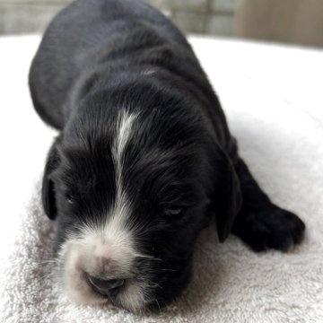 イングリッシュコッカースパニエル【茨城県・男の子・2025年10月17日・ブラック】の写真「元気な子」