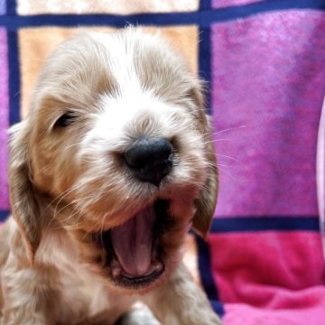 イングリッシュコッカースパニエル【茨城県・男の子・2025年3月20日・ゴールド】の写真「見た目はおっとり、本能を発揮すると…」