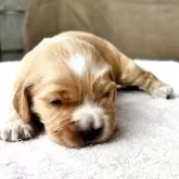 イングリッシュコッカースパニエル