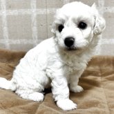 ビションフリーゼ