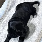 イングリッシュコッカースパニエル【茨城県・男の子・2025年10月17日・ブラック】の写真3